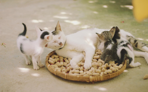 Peanuts and kittens from Chrome web store to be run with OffiDocs Chromium online Peanuts and kittens from Chrome web store to be run with OffiDocs Chromium online