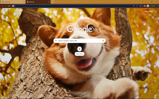Pembroke welsh corgi from Chrome web store to be run with OffiDocs Chromium online Pembroke welsh corgi from Chrome web store to be run with OffiDocs Chromium online