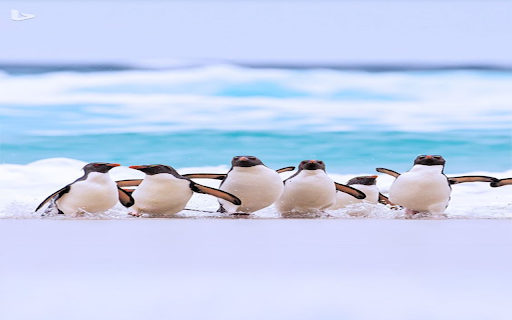 Penguins on the beach Wallpaper from Chrome web store to be run with OffiDocs Chromium online Penguins on the beach Wallpaper from Chrome web store to be run with OffiDocs Chromium online