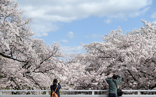 Photographing cherry blossoms from Chrome web store to be run with OffiDocs Chromium online Photographing cherry blossoms from Chrome web store to be run with OffiDocs Chromium online