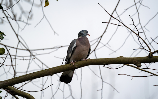 Pigeon on a high tree branch from Chrome web store to be run with OffiDocs Chromium online Pigeon on a high tree branch from Chrome web store to be run with OffiDocs Chromium online