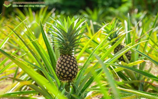 Pineapple and tree wallpaper from Chrome web store to be run with OffiDocs Chromium online Pineapple and tree wallpaper from Chrome web store to be run with OffiDocs Chromium online