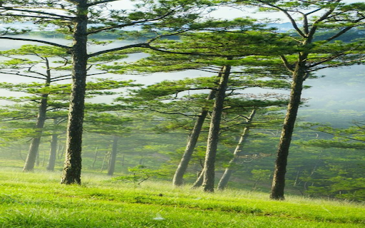 Pine forest wallpaper from Chrome web store to be run with OffiDocs Chromium online Pine forest wallpaper from Chrome web store to be run with OffiDocs Chromium online