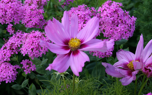 Pink and Purple Garden Flowers from Chrome web store to be run with OffiDocs Chromium online Pink and Purple Garden Flowers from Chrome web store to be run with OffiDocs Chromium online