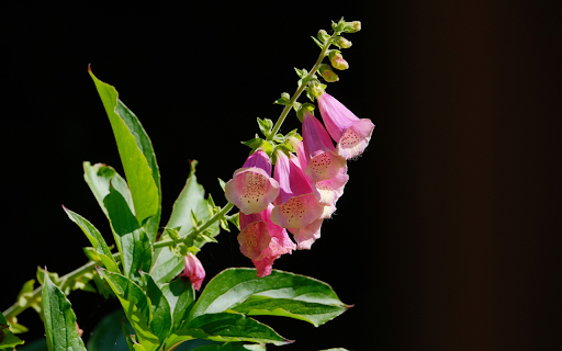 Pink bell flower branch from Chrome web store to be run with OffiDocs Chromium online Pink bell flower branch from Chrome web store to be run with OffiDocs Chromium online