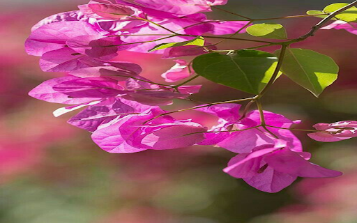 Pink bougainvillea flower wallpaper from Chrome web store to be run with OffiDocs Chromium online Pink bougainvillea flower wallpaper from Chrome web store to be run with OffiDocs Chromium online