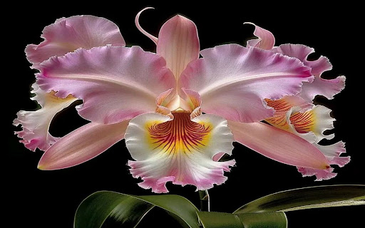 pink leya orchid wallpaper from Chrome web store to be run with OffiDocs Chromium online pink leya orchid wallpaper from Chrome web store to be run with OffiDocs Chromium online