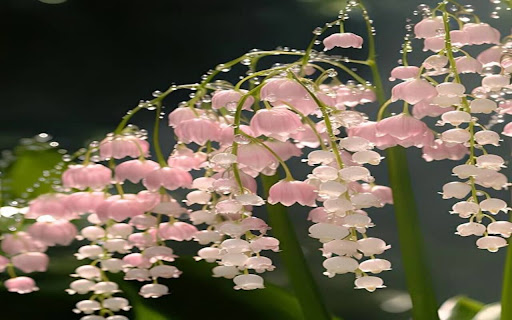 pink lily of the valley wallpaper from Chrome web store to be run with OffiDocs Chromium online pink lily of the valley wallpaper from Chrome web store to be run with OffiDocs Chromium online