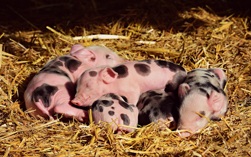Pink little pigs from Chrome web store to be run with OffiDocs Chromium online Pink little pigs from Chrome web store to be run with OffiDocs Chromium online