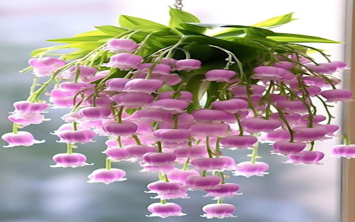 Pink Orchid Wallpaper from Chrome web store to be run with OffiDocs Chromium online Pink Orchid Wallpaper from Chrome web store to be run with OffiDocs Chromium online