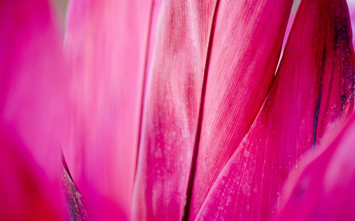 Pink red flowers from Chrome web store to be run with OffiDocs Chromium online Pink red flowers from Chrome web store to be run with OffiDocs Chromium online