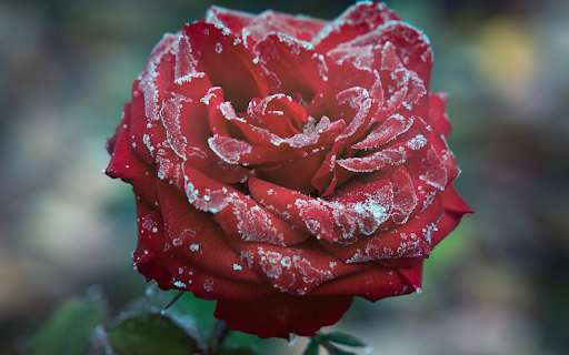 Pink velvet and ice and snow from Chrome web store to be run with OffiDocs Chromium online Pink velvet and ice and snow from Chrome web store to be run with OffiDocs Chromium online