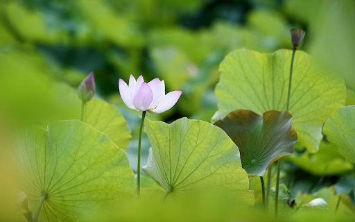 Pink white lotus from Chrome web store to be run with OffiDocs Chromium online Pink white lotus from Chrome web store to be run with OffiDocs Chromium online