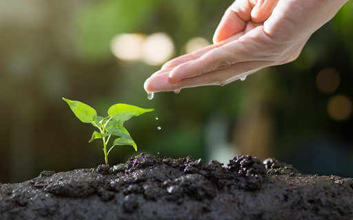Plant green trees from Chrome web store to be run with OffiDocs Chromium online Plant green trees from Chrome web store to be run with OffiDocs Chromium online