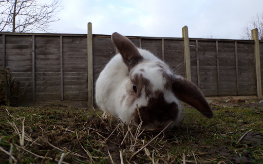 Plump white rabbit from Chrome web store to be run with OffiDocs Chromium online Plump white rabbit from Chrome web store to be run with OffiDocs Chromium online
