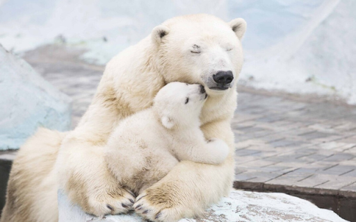 Polar Bear: The Majestic King of the Arctic from Chrome web store to be run with OffiDocs Chromium online Polar Bear: The Majestic King of the Arctic from Chrome web store to be run with OffiDocs Chromium online