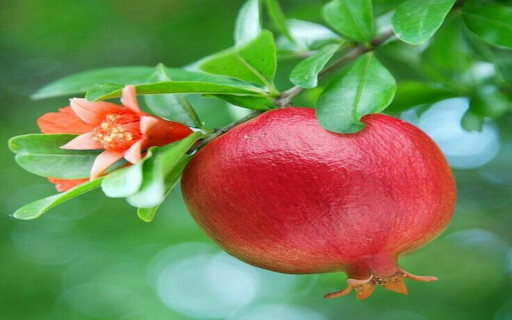 Pomegranate flower branch wallpaper from Chrome web store to be run with OffiDocs Chromium online Pomegranate flower branch wallpaper from Chrome web store to be run with OffiDocs Chromium online