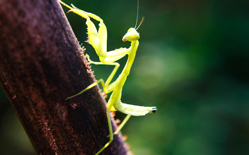 Praying Mantis from Chrome web store to be run with OffiDocs Chromium online Praying Mantis from Chrome web store to be run with OffiDocs Chromium online
