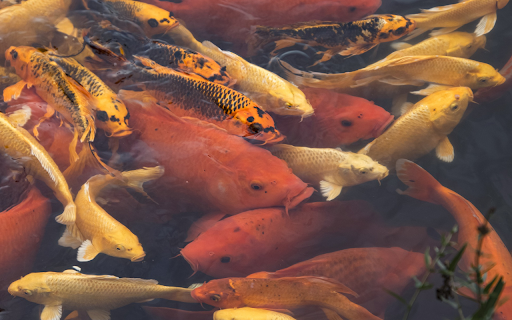 Precious fish from Chrome web store to be run with OffiDocs Chromium online Precious fish from Chrome web store to be run with OffiDocs Chromium online