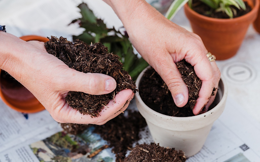 Prune trees to prepare soil from Chrome web store to be run with OffiDocs Chromium online Prune trees to prepare soil from Chrome web store to be run with OffiDocs Chromium online