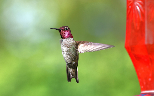 Purple Bird from Chrome web store to be run with OffiDocs Chromium online Purple Bird from Chrome web store to be run with OffiDocs Chromium online