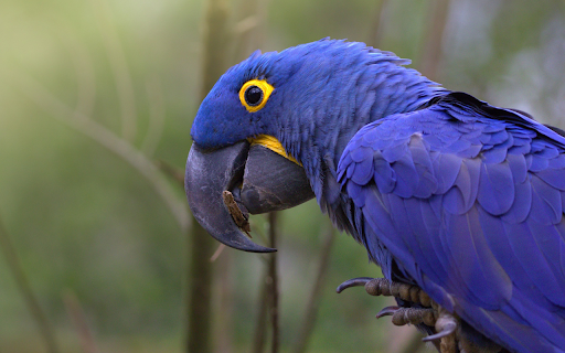 Purple Blue Parrot from Chrome web store to be run with OffiDocs Chromium online Purple Blue Parrot from Chrome web store to be run with OffiDocs Chromium online