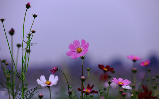 Purple Butterfly Flowers from Chrome web store to be run with OffiDocs Chromium online Purple Butterfly Flowers from Chrome web store to be run with OffiDocs Chromium online