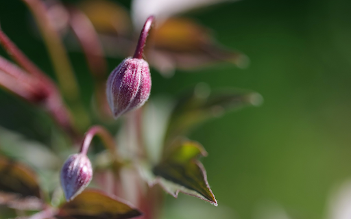 Purple flower buds from Chrome web store to be run with OffiDocs Chromium online Purple flower buds from Chrome web store to be run with OffiDocs Chromium online