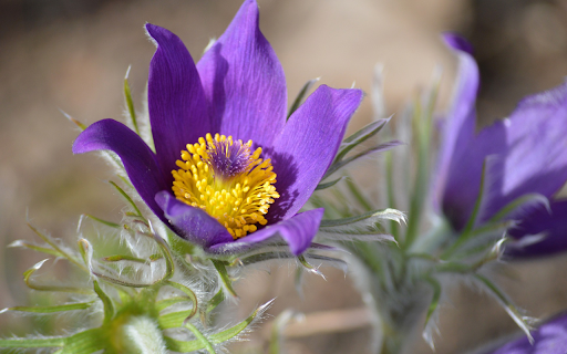 Purple Flowers and Fluff from Chrome web store to be run with OffiDocs Chromium online Purple Flowers and Fluff from Chrome web store to be run with OffiDocs Chromium online
