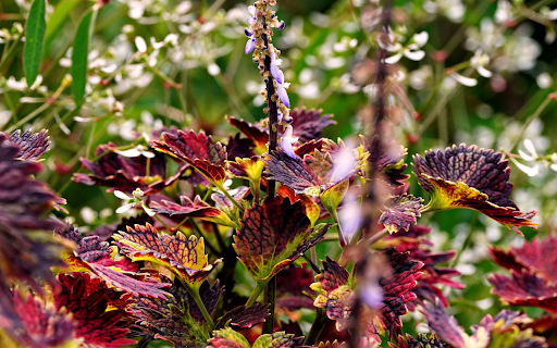 Purple flowers and purple leaves from Chrome web store to be run with OffiDocs Chromium online Purple flowers and purple leaves from Chrome web store to be run with OffiDocs Chromium online