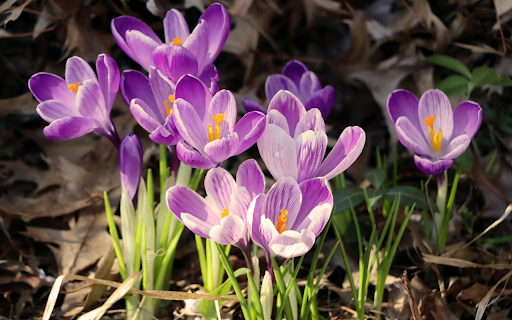 Purple flowers bloom from Chrome web store to be run with OffiDocs Chromium online Purple flowers bloom from Chrome web store to be run with OffiDocs Chromium online