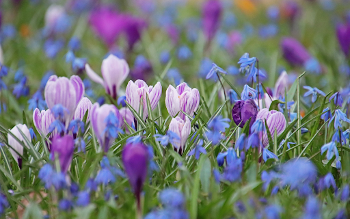 Purple green grass and flowers from Chrome web store to be run with OffiDocs Chromium online Purple green grass and flowers from Chrome web store to be run with OffiDocs Chromium online