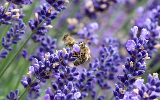 Purple lavender garden from Chrome web store to be run with OffiDocs Chromium online Purple lavender garden from Chrome web store to be run with OffiDocs Chromium online