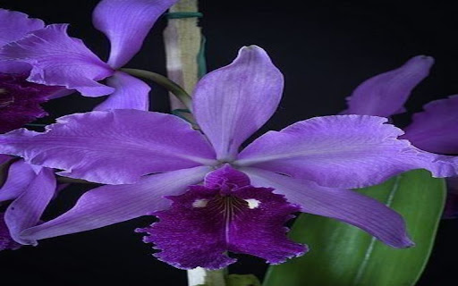 Purple Leya Orchid Wallpaper from Chrome web store to be run with OffiDocs Chromium online Purple Leya Orchid Wallpaper from Chrome web store to be run with OffiDocs Chromium online
