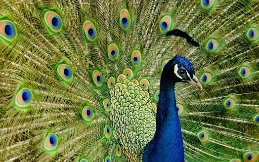 PURPLE PEACOCK Theme from Chrome web store to be run with OffiDocs Chromium online PURPLE PEACOCK Theme from Chrome web store to be run with OffiDocs Chromium online