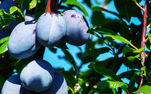 Purple plum from Chrome web store to be run with OffiDocs Chromium online Purple plum from Chrome web store to be run with OffiDocs Chromium online