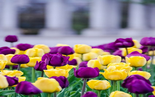 Purple tulip and pink tulip garden wallpaper from Chrome web store to be run with OffiDocs Chromium online Purple tulip and pink tulip garden wallpaper from Chrome web store to be run with OffiDocs Chromium online