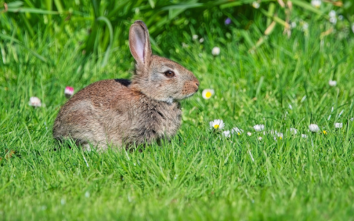 Rabbit eating grass from Chrome web store to be run with OffiDocs Chromium online Rabbit eating grass from Chrome web store to be run with OffiDocs Chromium online