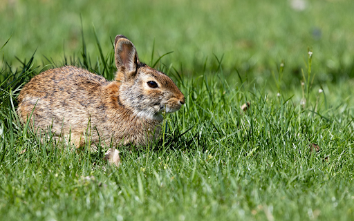 Rabbit on the meadow from Chrome web store to be run with OffiDocs Chromium online Rabbit on the meadow from Chrome web store to be run with OffiDocs Chromium online