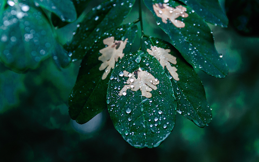 Rain on foliage from Chrome web store to be run with OffiDocs Chromium online Rain on foliage from Chrome web store to be run with OffiDocs Chromium online