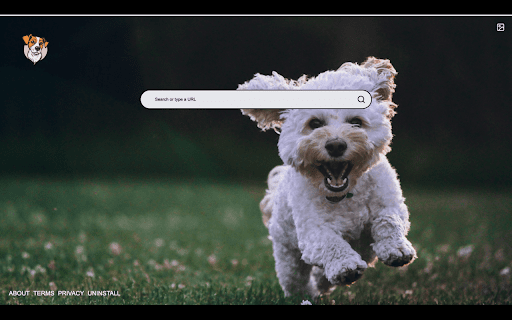 Random Dog New Tab from Chrome web store to be run with OffiDocs Chromium online Random Dog New Tab from Chrome web store to be run with OffiDocs Chromium online