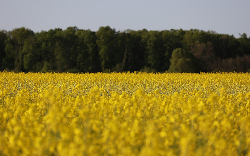 rapeseed field from Chrome web store to be run with OffiDocs Chromium online rapeseed field from Chrome web store to be run with OffiDocs Chromium online