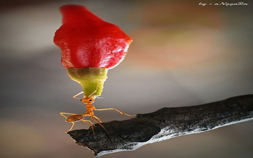 red ant wallpaper from Chrome web store to be run with OffiDocs Chromium online red ant wallpaper from Chrome web store to be run with OffiDocs Chromium online