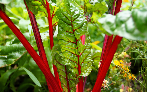 Red beetroot from Chrome web store to be run with OffiDocs Chromium online Red beetroot from Chrome web store to be run with OffiDocs Chromium online