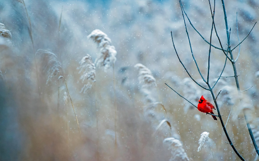 Red bird perched on tree branch from Chrome web store to be run with OffiDocs Chromium online Red bird perched on tree branch from Chrome web store to be run with OffiDocs Chromium online