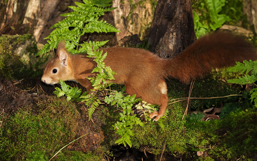 Red brown squirrel from Chrome web store to be run with OffiDocs Chromium online Red brown squirrel from Chrome web store to be run with OffiDocs Chromium online