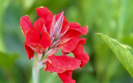 Red bud flower branch from Chrome web store to be run with OffiDocs Chromium online Red bud flower branch from Chrome web store to be run with OffiDocs Chromium online