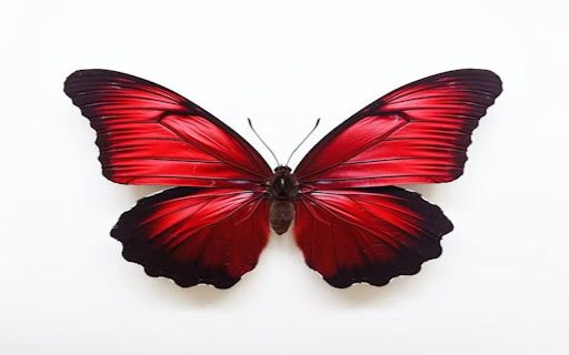 red butterfly wallpaper black border from Chrome web store to be run with OffiDocs Chromium online red butterfly wallpaper black border from Chrome web store to be run with OffiDocs Chromium online
