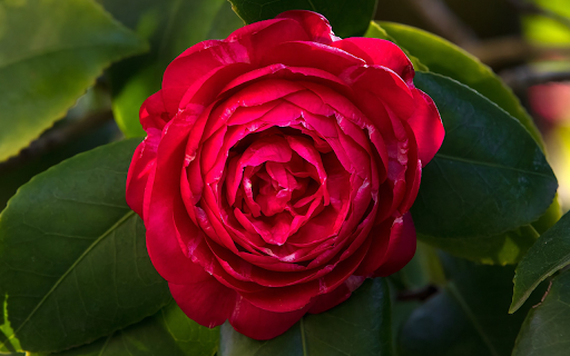 Red Camellia from Chrome web store to be run with OffiDocs Chromium online Red Camellia from Chrome web store to be run with OffiDocs Chromium online