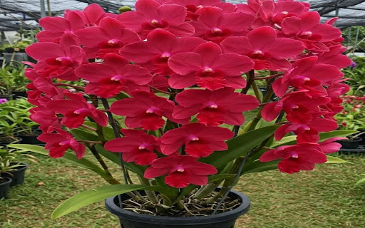 Red Cattleya Orchid Wallpaper from Chrome web store to be run with OffiDocs Chromium online Red Cattleya Orchid Wallpaper from Chrome web store to be run with OffiDocs Chromium online